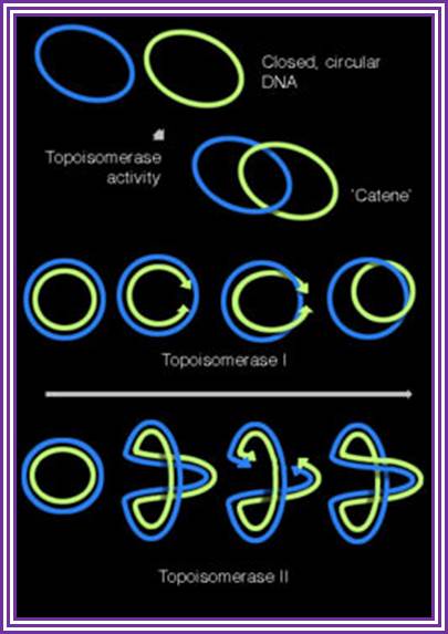 Topoisomerase activities illustrated with  on covalently closed circular DNA. Topisomerase enzymes are able to form supercoils in DNA, and interconvert covalentely closed circular DNA and their catenated forms.