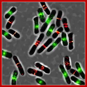 Image result for bacterial cell division