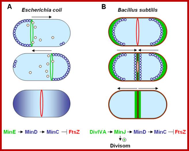 Image result for E.coli cells during cell division