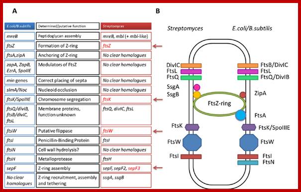 FIG 10 Comparison of the cell division machinery of E. coli/B. subtilis and Streptomyces . (A) Genes encoding key components of the divisome in E. coli and 
                