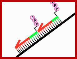 Image result for DNA ligase I- ligation of Okazaki fragments