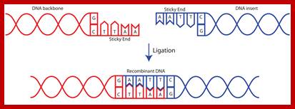 Image result for Process of ligation of  two strands of DNA