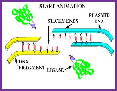 Ligase animation6.gif (53511 bytes)