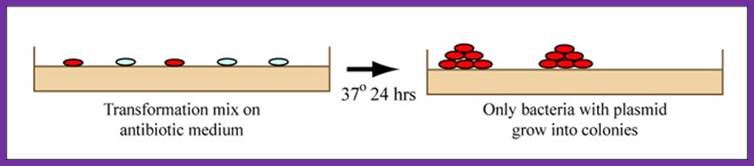 Diagram showing bacterial transformation on an antibiotic medium.