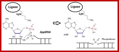 Image result for Activation of 5 phosphate mediated by AMP-ligase complex