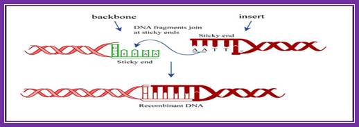 Diagram of DNA ligation.