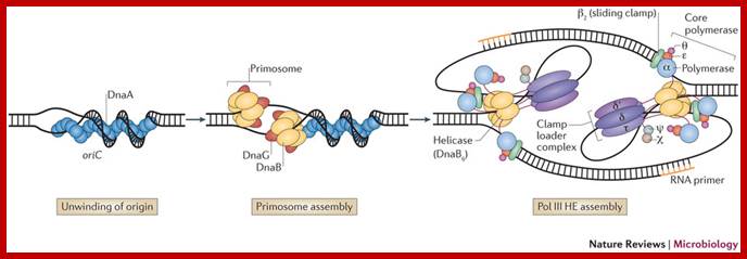 Image result for Primosomes- DNA replication Initiation- Primosome