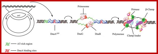 Figure 1: Initiation of replication in bacteria. In Escherichia coli, replication initiation requires binding of the DNA-binding protein DnaA to DnaA-boxes at the chromosome origin oriC which is regulated by SeqA (Dame et al., 2011). Then, with the activation of ATP, two DnaB hexamers and the helicase loader DnaC, one double hexamer for each replication direction, are positioned by DnaA into the loop (Wahle et al., 1989; Skarstad and Katayama, 2013). Primase (DnaG) which can enter the complex and synthesize two leading strand primers, stimulates release of the regulatory protein DnaC from DnaB after transiently binding to the DnaB replicative helicase (Arias-Palomo et al., 2013). Also, DnaB binds to the sliding clamp loader, a ring-shaped dimer of the β-subunit which in turn binds the DNA polymerases III (Kelman and ODonnell, 1995; ODonnell et al., 2013).