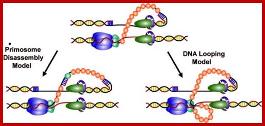 Replisome assembly