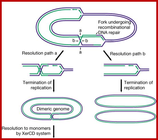 Image result for Primosomes-st stalled Replication sites