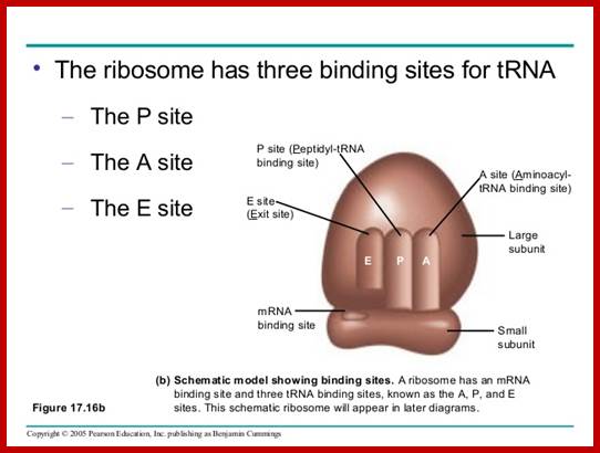 Image result for E,P and A sites on Ribosomes