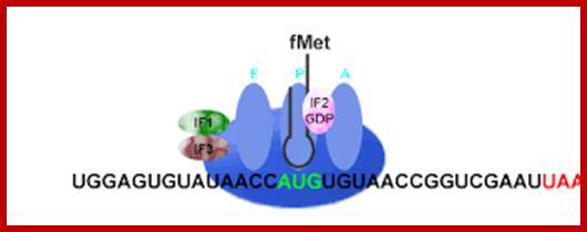 Image result for Initiator tRNA