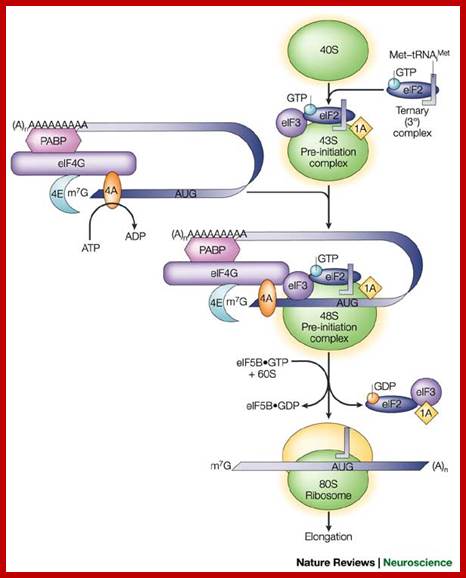 Image result for Initiation protein synthesis in Eukaryotes