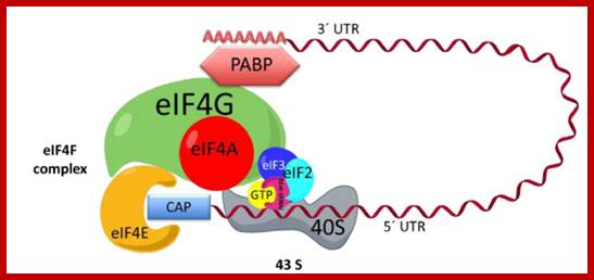 Image result for Initiation complex