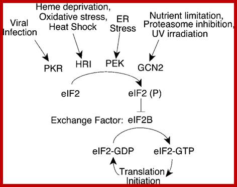 Image result for eIF2-αβγ controlled by various factors