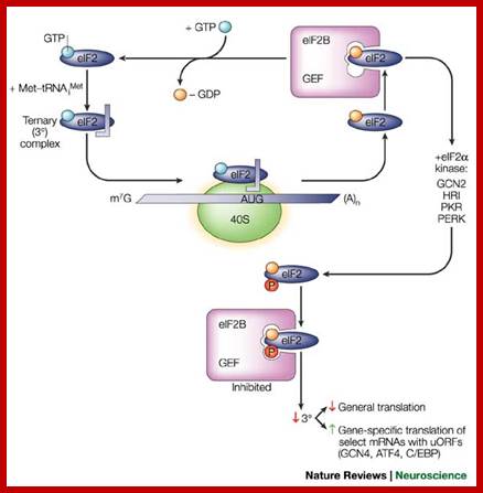 Biochemical mechanisms for translational regulation in synaptic plasticity