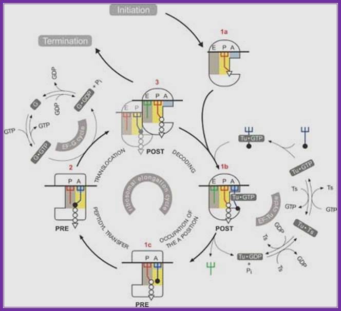 The Elongation cycle