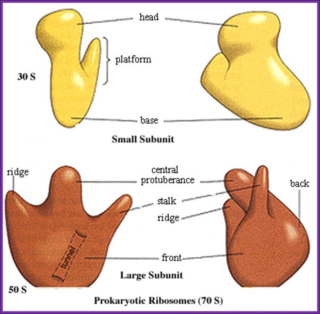 http://www.uic.edu/classes/bios/bios100/summer2002/ribosome01.gif