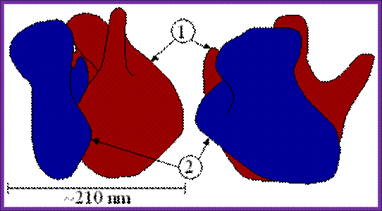 http://www.seorf.ohiou.edu/~tstork/compass.rose/cell.03/ribo/Ribosome_structure.png