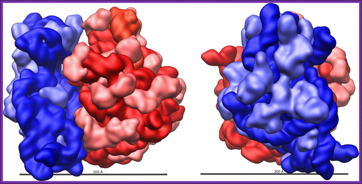 http://upload.wikimedia.org/wikipedia/commons/thumb/4/42/Ribosome_shape.png/800px-Ribosome_shape.png