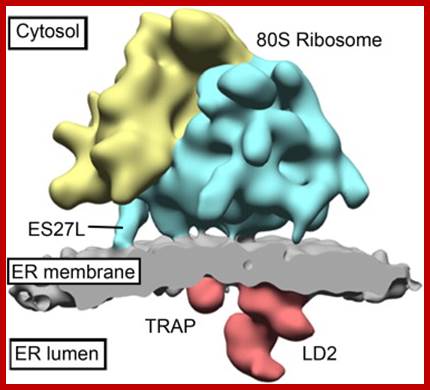 Image result for Ribosomes