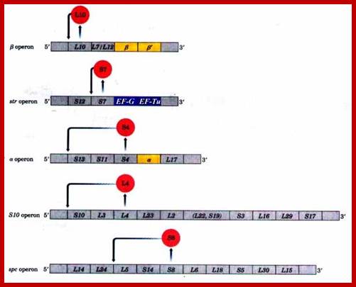 Image result for RibosomaL PROTEIN OPERONS