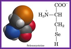 http://bioinformatica.upf.edu/2005/projectes05/3.2.3/images/selenocysteine.gif