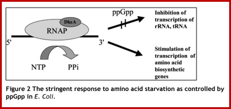 Image result for stringent response during starvation