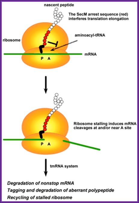 Fig. 9.