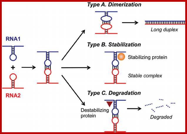 Image result for Poly(A)-dependent degradation of RNA harboring 3' stable secondary structures