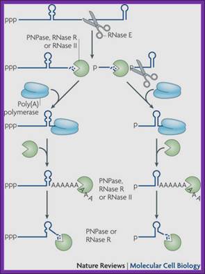 All things must pass: contrasts and commonalities in eukaryotic and bacterial mRNA decay