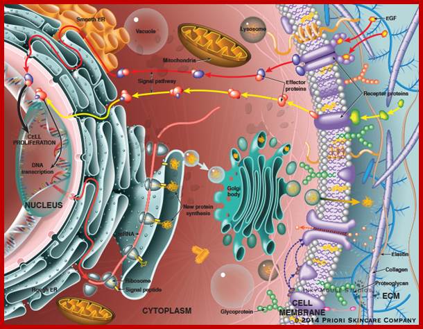 Eukaryotic cellular anatomy and protein synthesis