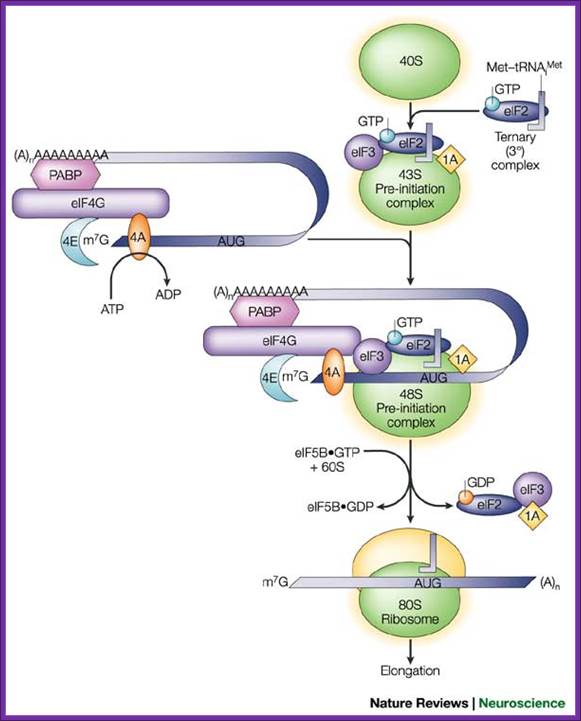 Biochemical mechanisms for translational regulation in synaptic plasticity