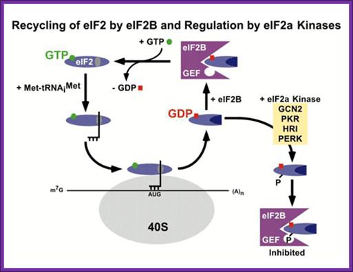 Recycling of eIF2 by eIF2B and Regulation by eIF2a Kinases