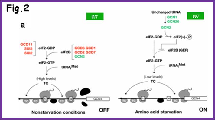 Figure 2A