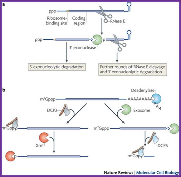 All things must pass: contrasts and commonalities in eukaryotic and bacterial mRNA decay