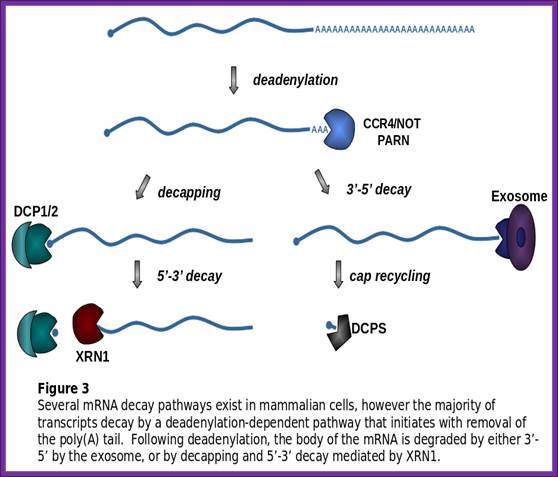 http://www.eseb.net/wilusz/wwd_fig3.png