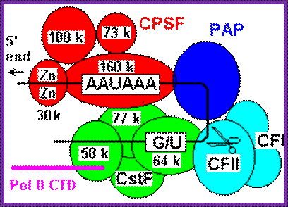 metazoan polyadenylation factors