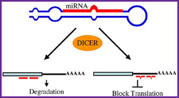 microRNAs figure 5