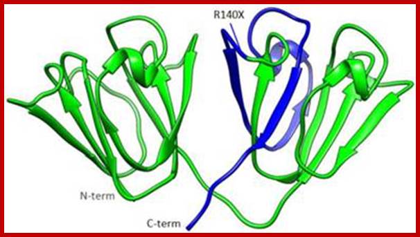 International Journal of Medical Sciences 11: 0158 image No. 004