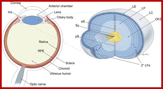 Image result for organization of crystallin proteins in Lens of eyes