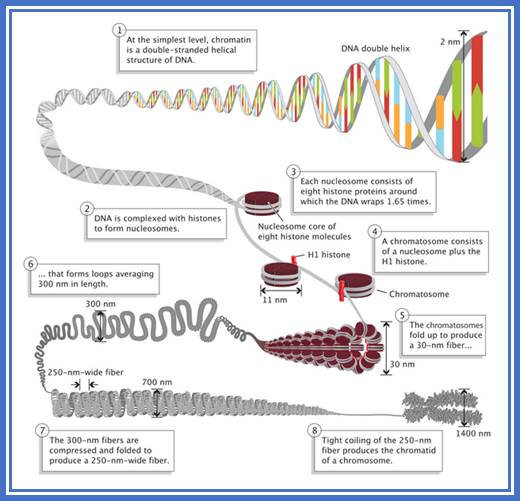 A double-stranded DNA molecule becomes increasingly more compact in this eight-step schematic diagram. In step 1, the DNA double-helix is depicted at one end as a horizontal double-stranded molecule. In steps 2 through 4, the molecules opposite end is wound 1.65 times around a brown disc, representing the nucleosome. A text box in step 4 defines a chromatosome as a nucleosome plus the H1 histone, depicted here as a red cylinder bound to the outside of the coiled DNA, fastening the DNA against the nucleosome. In step 5, the nucleosomes are folded in on each other to form a hollow, tube-like fiber, where many nucleosomes are arranged in parallel rings to form the tubes outer layer. In step 6, the fiber forms wave-like loops, 300 nanometers in length. The 300-nanometers fiber looks like a coiled telephone cord. In step 7, the loops of the fiber are compressed and folded together. In step 8, the fibers are tightly compressed into an X-shaped chromosome.