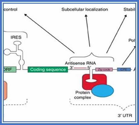 The generic structure of a eukaryotic mRNA, illustrating some... | Download  Scientific Diagram