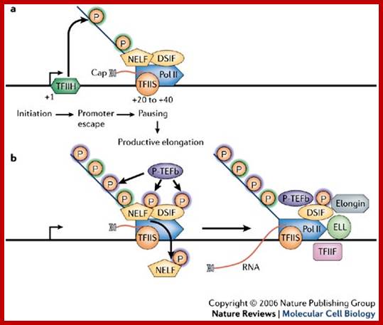 Breaking barriers to transcription elongation