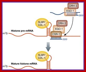 Image result for Histone mRNA 3' processing