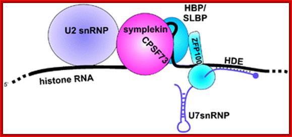 graphical abstract image (ID: b802133c)