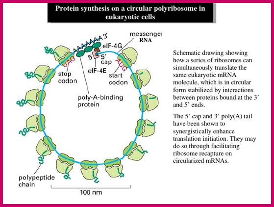 Image result for Circularization of eukaryotic mRNA