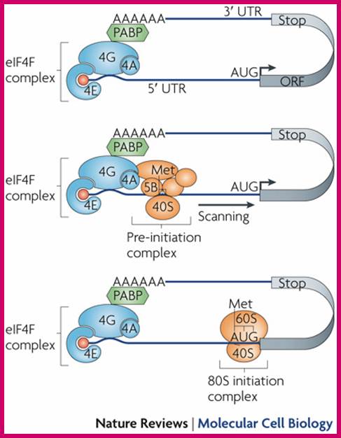 Translational control of localized mRNAs: restricting protein synthesis in space and time