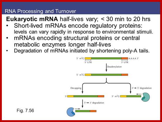 Image result for eukaryotic mRNA half life and stability