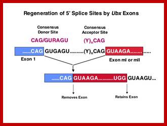 Image result for Exon-Intron splicing site sequences